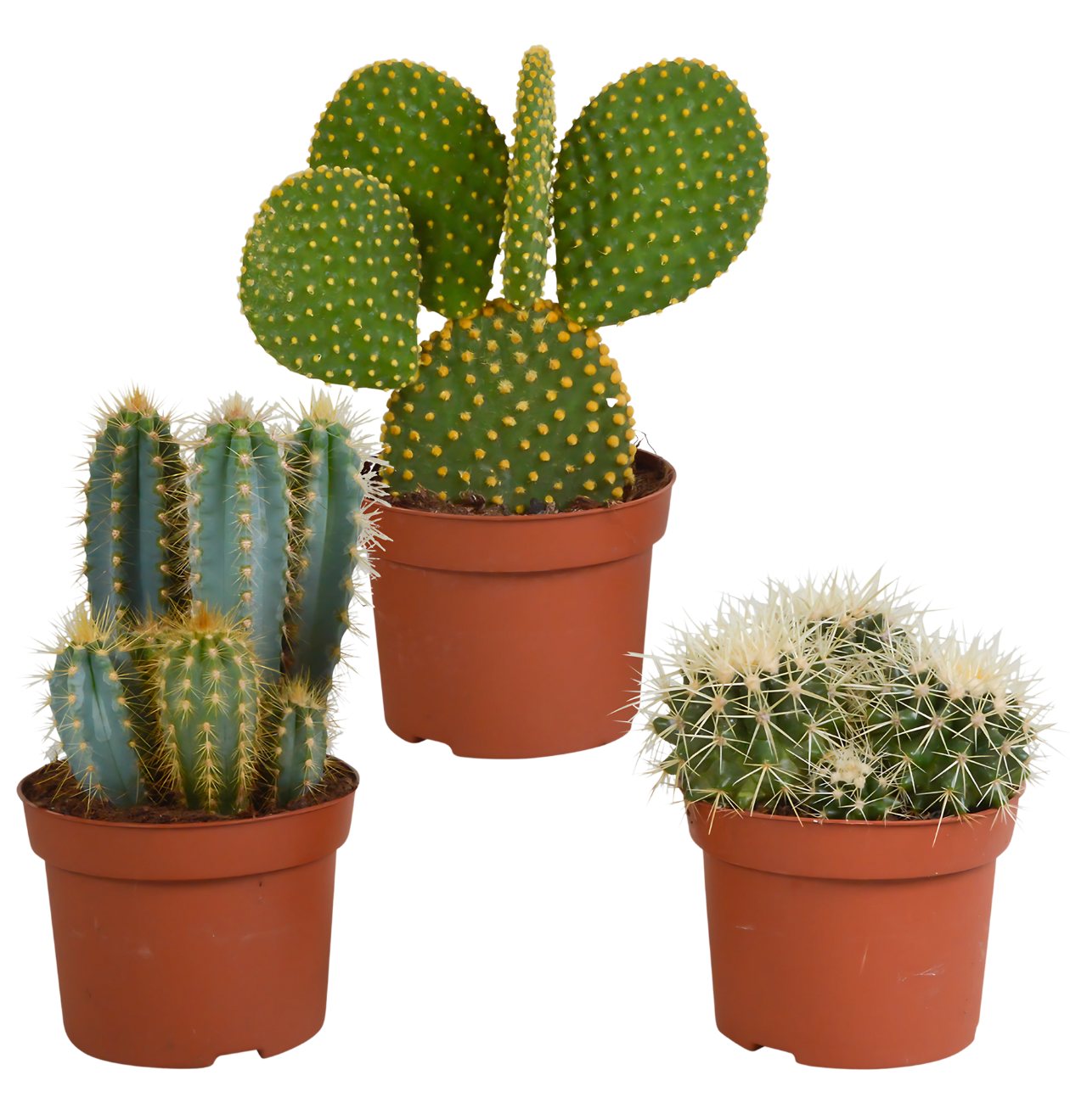 Kakteen 3er-Set (Ohne Topf) | Kaktus Mix | +/- 12-15cm | ø 10,5cm Topf 1 Kakteen 3er-Set (Ohne Topf) | Kaktus Mix | +/- 12-15cm | ø 10,5cm Topf