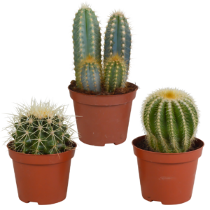 Kakteen 3er-Set (Ohne Topf) | Kaktus Mix | +/- 8-13cm | ø 8,5cm Topf