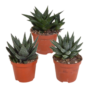 Gasteria & Haworthia Mix 3er-Set | Sukkulenten Mix | +/- 13-18cm | ø 8,5cm