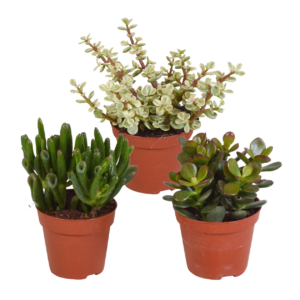 Crassula Mix 3er-Set (Ohne Topf) | Sukkulenten | +/- 13-18cm | ø 8,5cm Topf