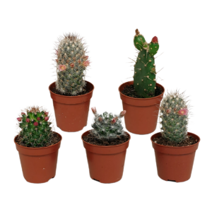 Kakteen 5er-Set Blühend (Ohne Topf) | Kaktus Mix | +/- 8-13cm | ø 5,5cm Topf