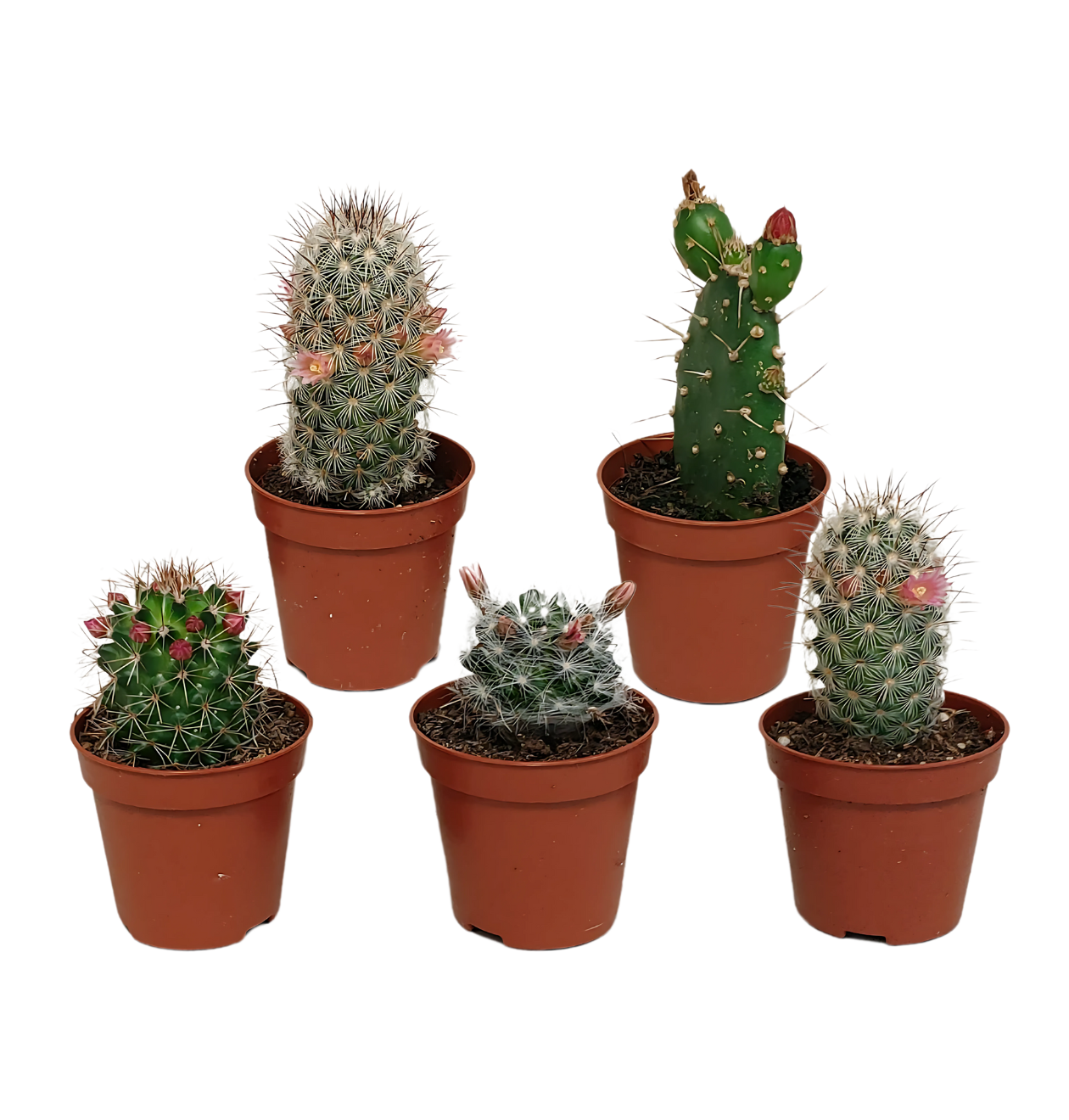 Kakteen 5er-Set Blühend (Ohne Topf) | Kaktus Mix | +/- 8-13cm | ø 5,5cm Topf 1 Kakteen 5er-Set Blühend (Ohne Topf) | Kaktus Mix | +/- 8-13cm | ø 5,5cm Topf