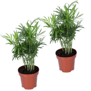 2er-Set | Bergpalme | Chamaedorea elegans | +/- 40-45cm | ø 12-15cm Topf