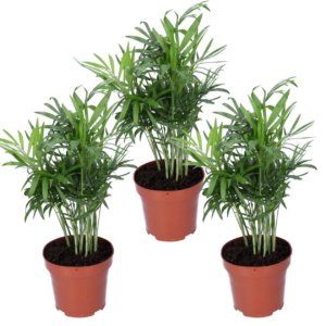 3er-Set | Bergpalme | Chamaedorea elegans | +/- 40-45cm | ø 12-15cm Topf