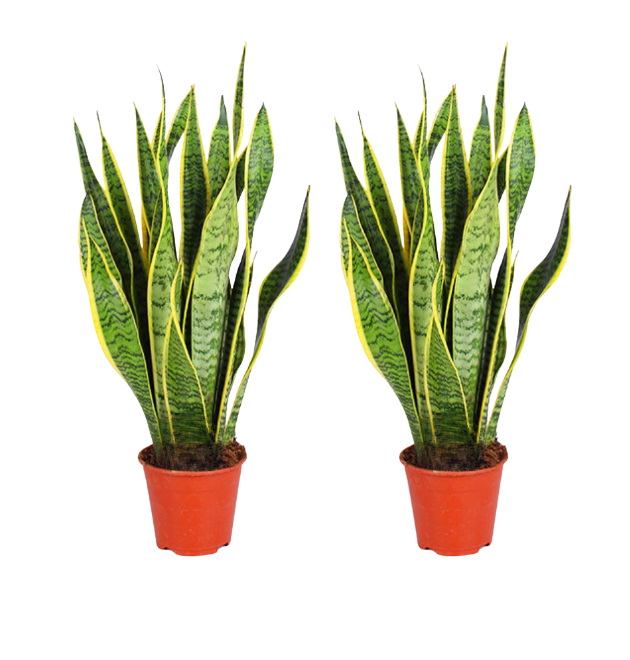 2er-Set Bogenhanf | Sansevieria | +/- 40-50cm | ø 12-15cm Topf 1 2er-Set Bogenhanf | Sansevieria | +/- 40-50cm | ø 12-15cm Topf