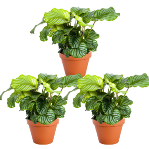 3er-Set | Calathea Mix | +/- 40-50cm | ø 12-15cm Topf