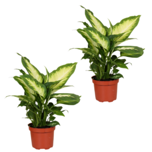 2er-Set Dieffenbachia | +/- 40-50cm | ø 12-15cm Topf