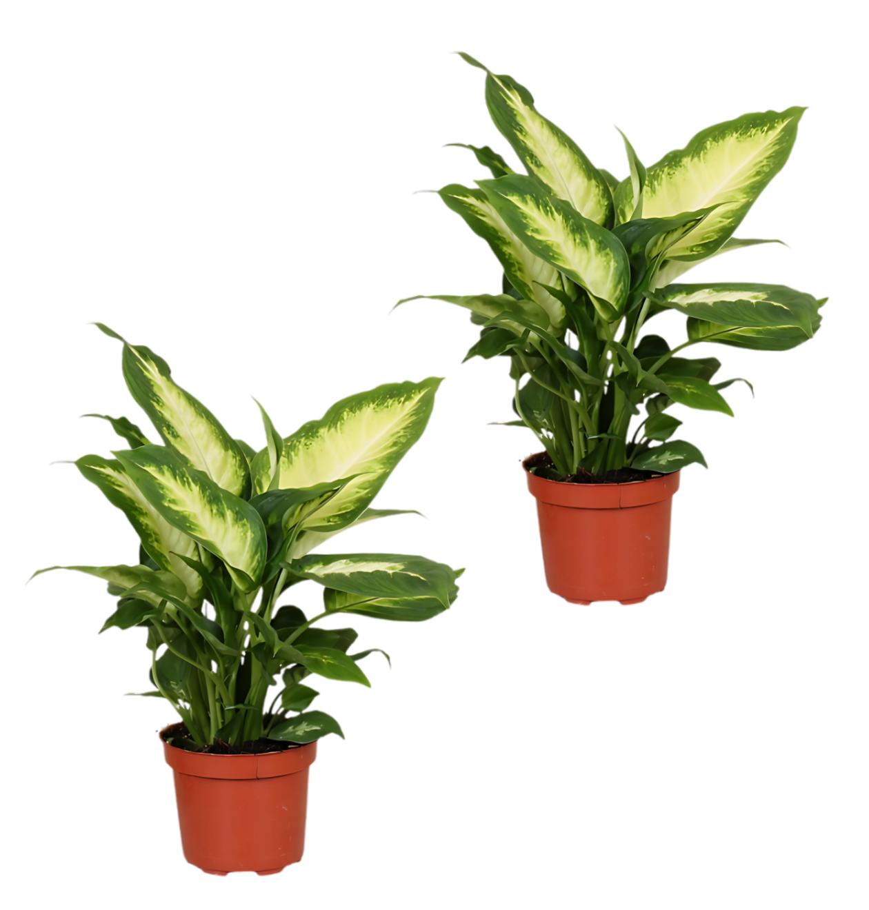2er-Set Dieffenbachia | +/- 40-50cm | ø 12-15cm Topf 1 2er-Set Dieffenbachia | +/- 40-50cm | ø 12-15cm Topf