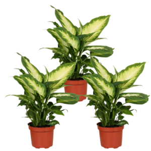 3er-Set Dieffenbachia | +/- 40-50cm | ø 12-15cm Topf