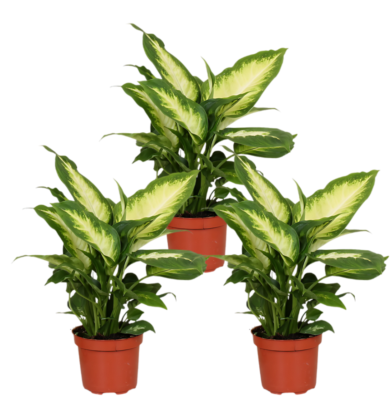 3er-Set Dieffenbachia | +/- 40-50cm | ø 12-15cm Topf 1 3er-Set Dieffenbachia | +/- 40-50cm | ø 12-15cm Topf