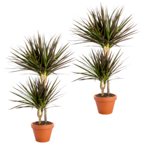 2er-Set | Drachenbaum | +/- 50cm | ø 12-15cm Topf