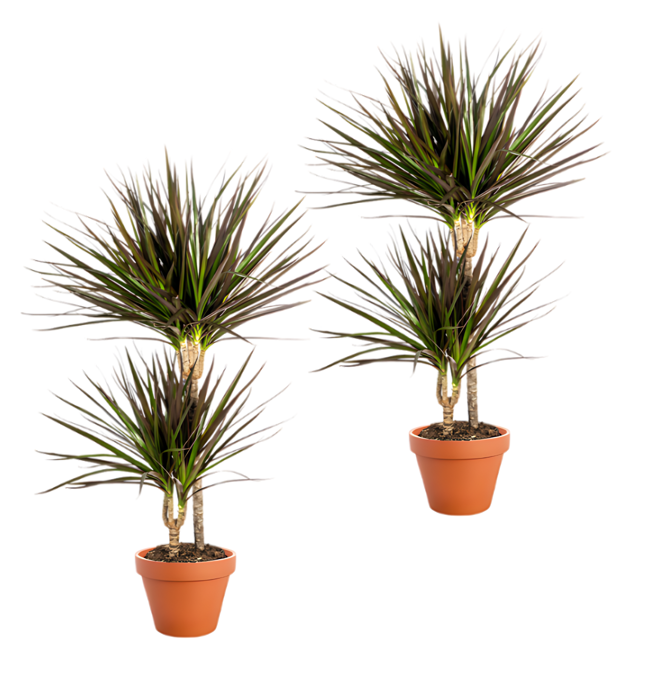 2er-Set | Drachenbaum | +/- 50cm | ø 12-15cm Topf 1 2er-Set | Drachenbaum | +/- 50cm | ø 12-15cm Topf