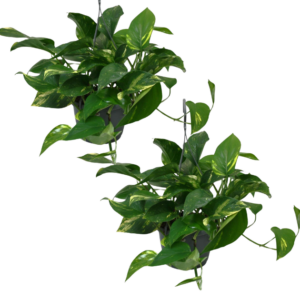 2er-Set Efeutute | Epipremnum aureum | +/- 30-35cm | ø 12-15cm Topf