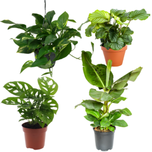 4er-Set “Exotica” | Bananenpflanze | Korbmarante | Affenblatt | Efeutute | +/- 25-50cm | ø 12-15cm Topf