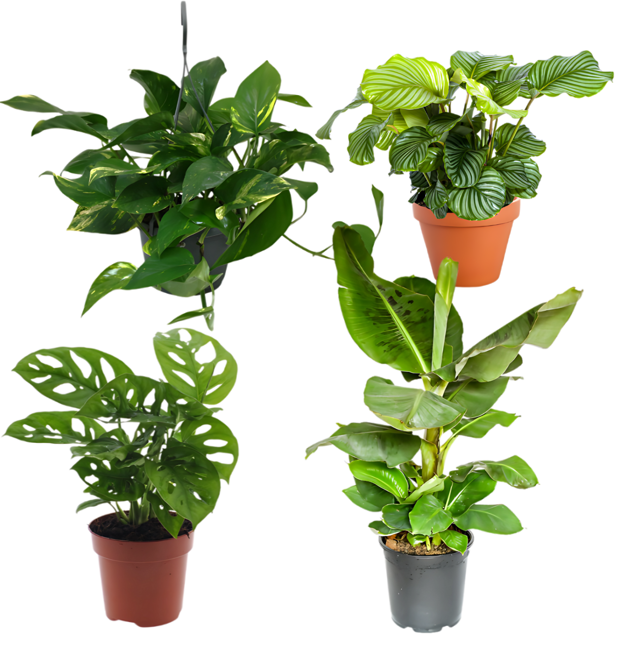 4er-Set “Exotica” | Bananenpflanze | Korbmarante | Affenblatt | Efeutute | +/- 25-50cm | ø 12-15cm Topf 1 4er-Set “Exotica” | Bananenpflanze | Korbmarante | Affenblatt | Efeutute | +/- 25-50cm | ø 12-15cm Topf