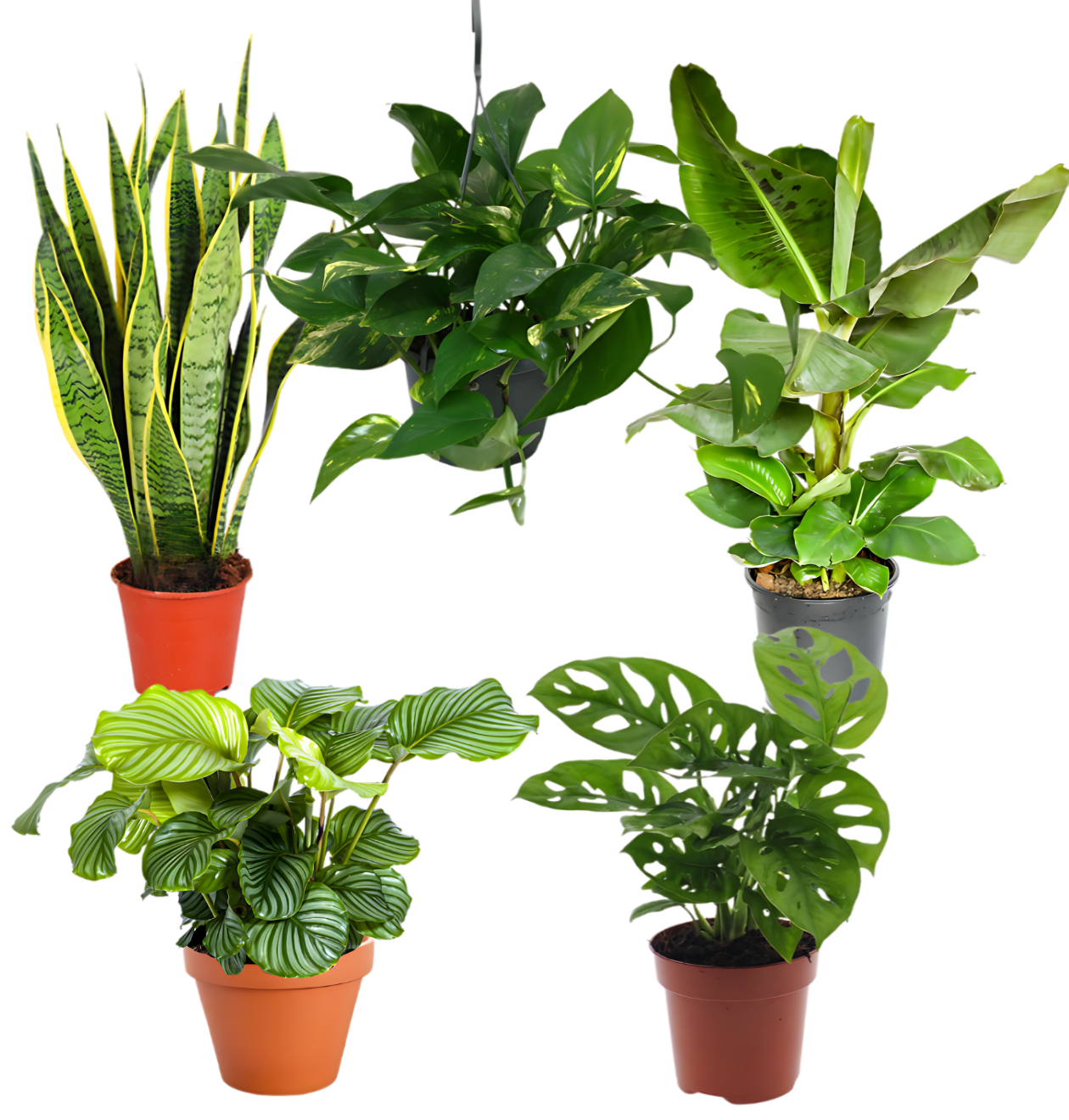 5er-Set “Exotica” | Bananenpflanze | Korbmarante | Affenblatt | Efeutute | Bogenhanf | +/- 25-50cm | ø 12-15cm Topf 1 5er-Set “Exotica” | Bananenpflanze | Korbmarante | Affenblatt | Efeutute | Bogenhanf | +/- 25-50cm | ø 12-15cm Topf