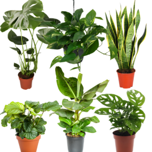 6er-Set “Exotica” | Bananenpflanze | Korbmarante | Affenblatt | Efeutute | Bogenhanf | Monstera | +/- 25-50cm | ø 12-15cm Topf