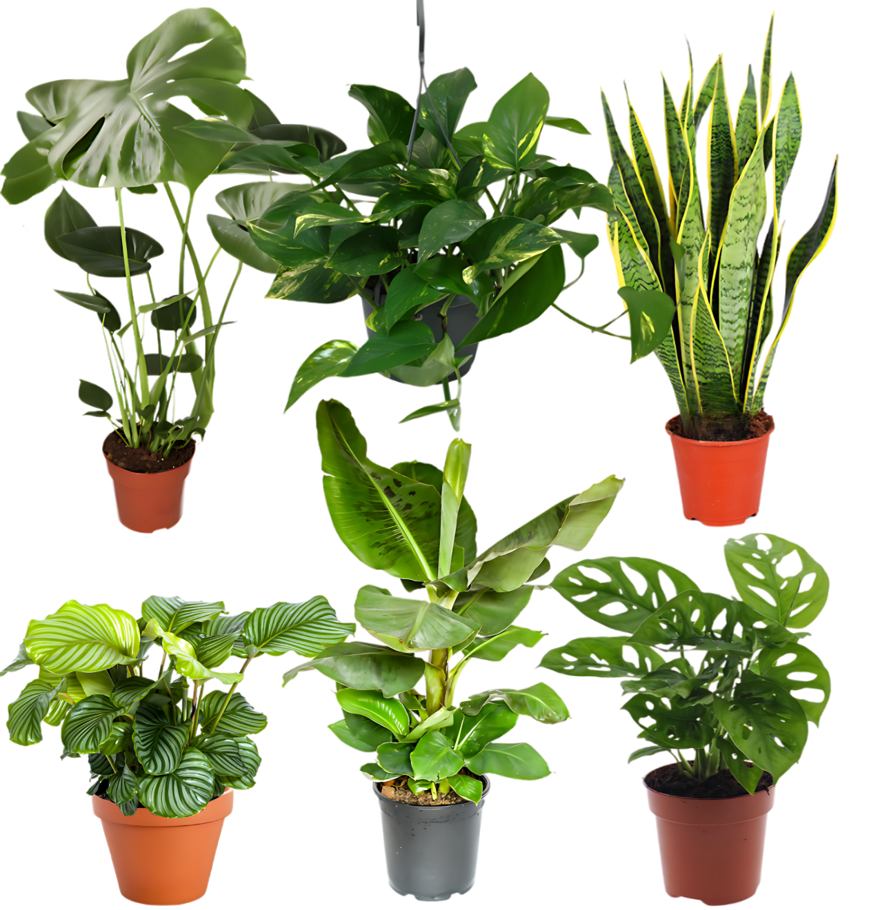 6er-Set “Exotica” | Bananenpflanze | Korbmarante | Affenblatt | Efeutute | Bogenhanf | Monstera | +/- 25-50cm | ø 12-15cm Topf 1 6er-Set “Exotica” | Bananenpflanze | Korbmarante | Affenblatt | Efeutute | Bogenhanf | Monstera | +/- 25-50cm | ø 12-15cm Topf