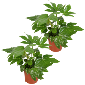 2er-Set | Zimmeraralie | Fatsia japonica | +/- 40-50cm | ø 12-15cm Topf