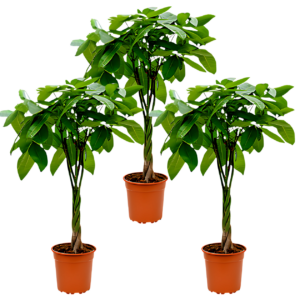 3er-Set | Glückskastanie | +/- 40-50cm | ø 12-15cm Topf