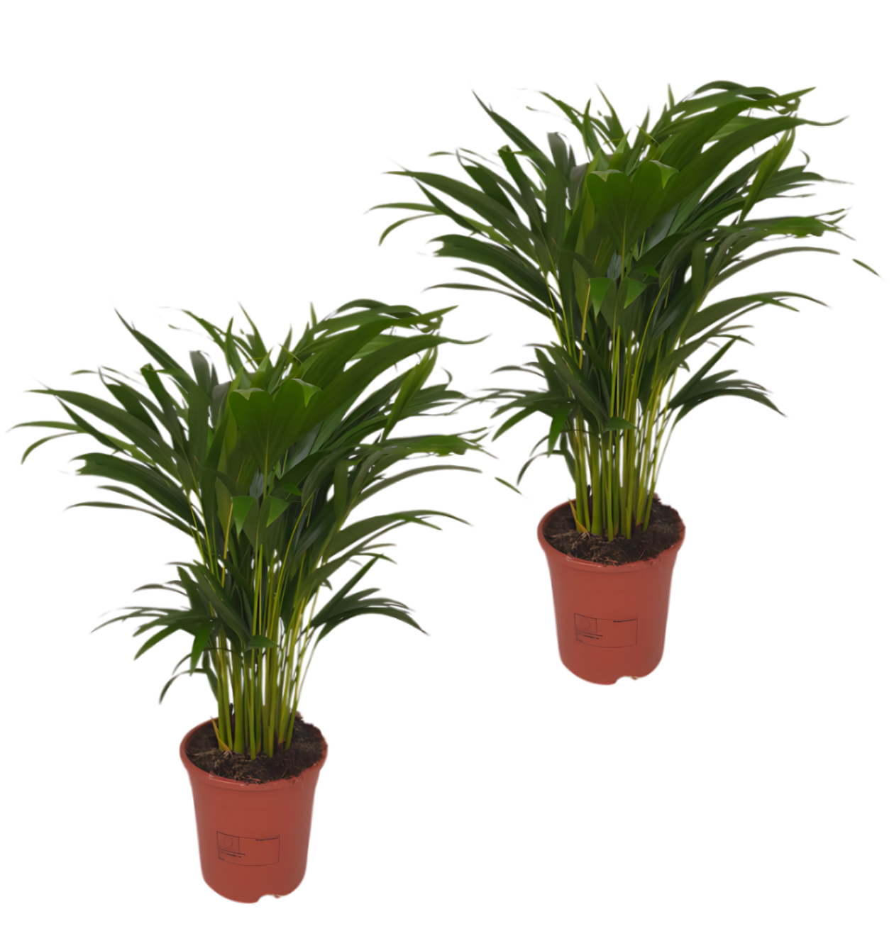 2er-Set Goldfruchtpalme | Areca-Palme | +/- 40-50cm | ø 12-15cm Topf 1 2er-Set Goldfruchtpalme | Areca-Palme | +/- 40-50cm | ø 12-15cm Topf
