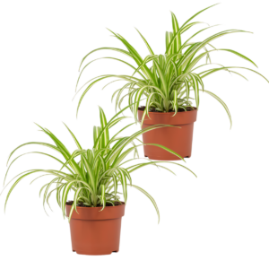 2er-Set | Grünlilie | Chlorophytum | +/- 40-50cm | ø 12-15cm Topf