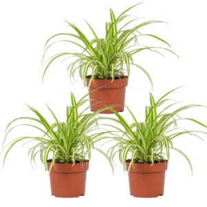 3er-Set | Grünlilie | Chlorophytum | +/- 40-50cm | ø 12-15cm Topf