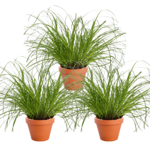 Das richtige Gewächshaus - problemlos und komfortabel 11 3er-Set | Katzengras | +/- 20-30cm | ø 12-15cm Topf