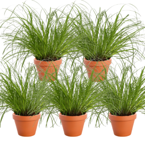5er-Set | Katzengras | +/- 20-30cm | ø 12-15cm Topf