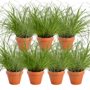 7er-Set | Katzengras | +/- 20-30cm | ø 12-15cm Topf