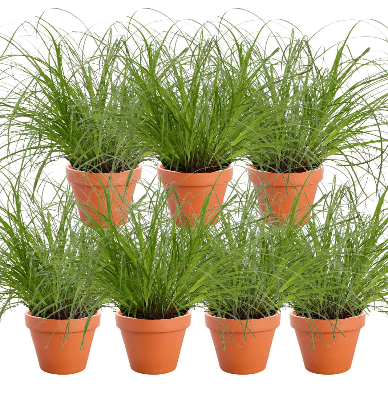 7er-Set | Katzengras | +/- 20-30cm | ø 12-15cm Topf 1 7er-Set | Katzengras | +/- 20-30cm | ø 12-15cm Topf