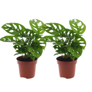 2er-Set Monstera “Monkey Leaf” | Affenblatt | +/- 25-30cm | ø 12-15cm Topf