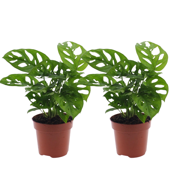 2er-Set Monstera “Monkey Leaf” | Affenblatt | +/- 25-30cm | ø 12-15cm Topf 1 2er-Set Monstera “Monkey Leaf” | Affenblatt | +/- 25-30cm | ø 12-15cm Topf