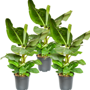 3er-Set Musa | Bananenpflanze | +/- 40-50cm | ø 12-15cm Topf