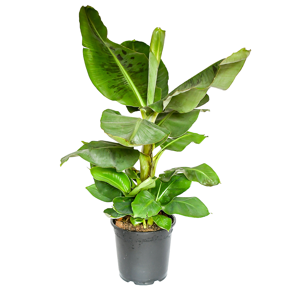 Musa | Bananenpflanze | +/- 50-60cm | ø 12-15cm Topf 1 Musa | Bananenpflanze | +/- 50-60cm | ø 12-15cm Topf