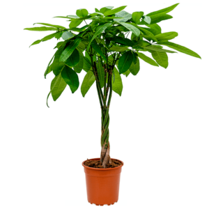 Pachira Aquatica | Glückskastanie | +/- 40-50cm | ø 12-15cm Topf
