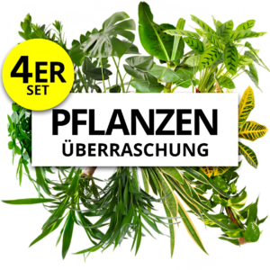 4er-Set | Pflanzenüberraschung | +/- 40-70cm | ø 12-15cm Topf