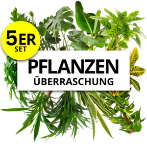 5er-Set | Pflanzenüberraschung | +/- 40-70cm | ø 12-15cm Topf