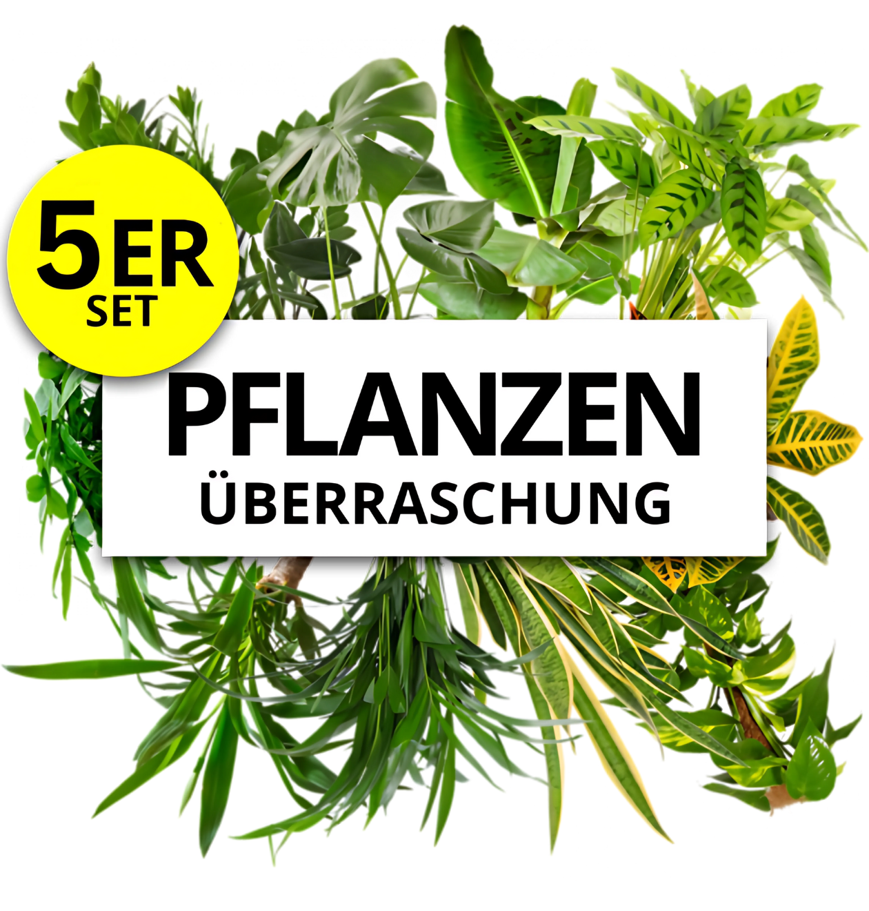 5er-Set | Pflanzenüberraschung | +/- 40-70cm | ø 12-15cm Topf 1 5er-Set | Pflanzenüberraschung | +/- 40-70cm | ø 12-15cm Topf