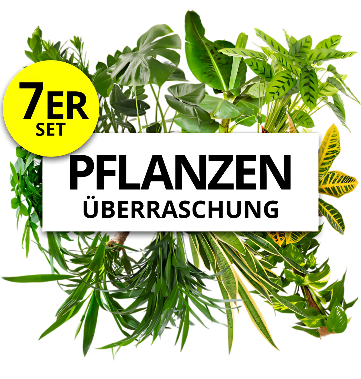 7er-Set | Pflanzenüberraschung | +/- 40-70cm | ø 12-15cm Topf 1 7er-Set | Pflanzenüberraschung | +/- 40-70cm | ø 12-15cm Topf