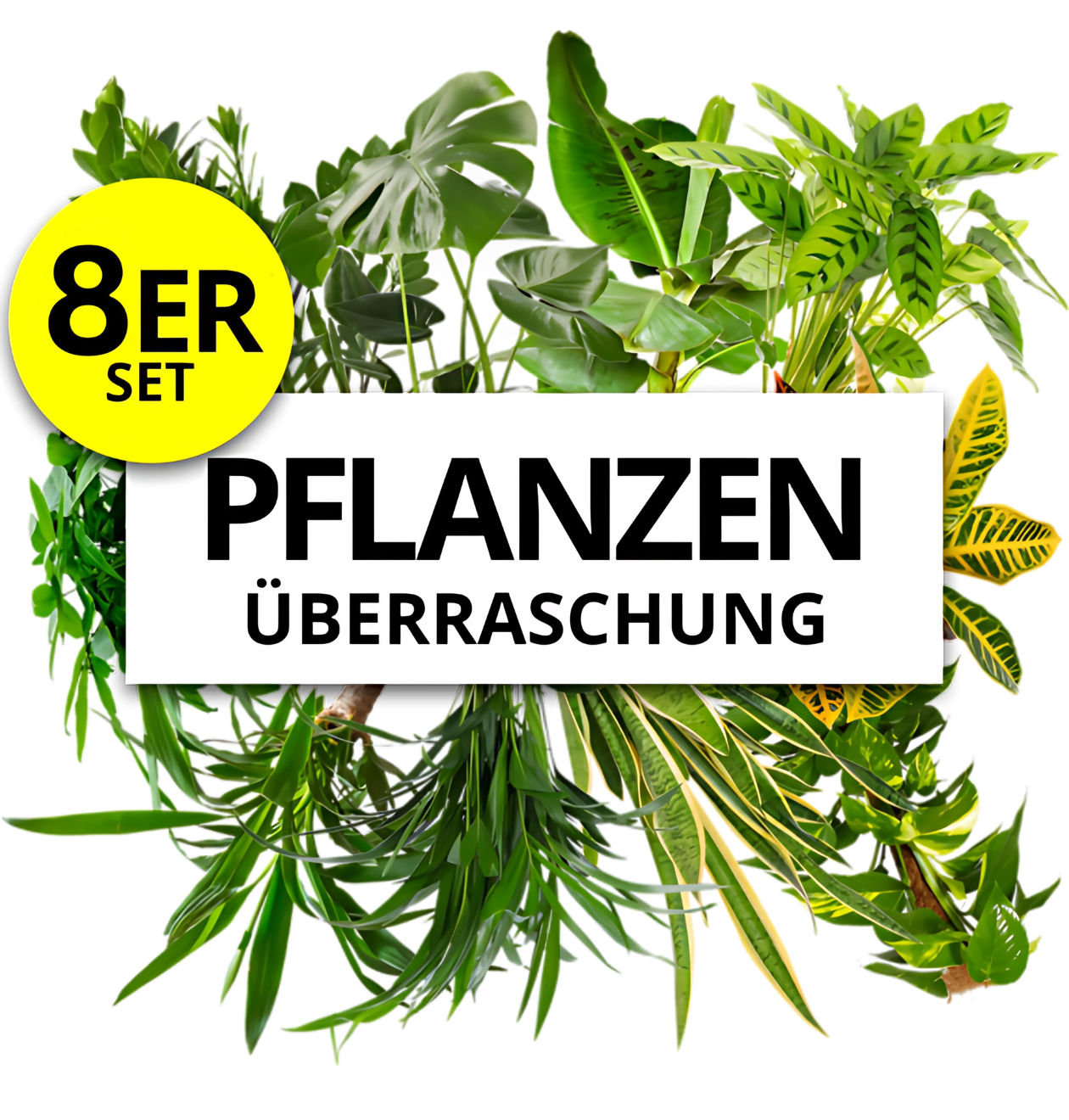 8er-Set | Pflanzenüberraschung | +/- 40-70cm | ø 12-15cm Topf 1 8er-Set | Pflanzenüberraschung | +/- 40-70cm | ø 12-15cm Topf