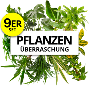 9er-Set | Pflanzenüberraschung | +/- 40-70cm | ø 12-15cm Topf