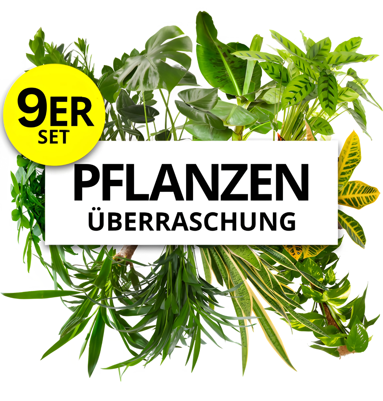 9er-Set | Pflanzenüberraschung | +/- 40-70cm | ø 12-15cm Topf 1 9er-Set | Pflanzenüberraschung | +/- 40-70cm | ø 12-15cm Topf