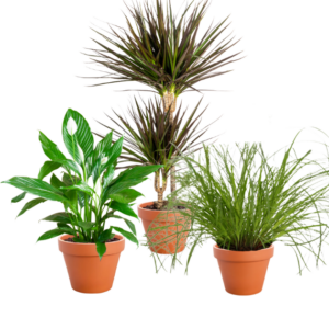 3er-Set | Einblatt | Drachenbaum | Katzengras | +/- 50-60cm | ø 12-15cm Topf