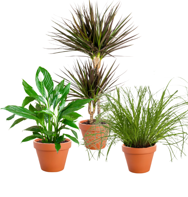 3er-Set | Einblatt | Drachenbaum | Katzengras | +/- 50-60cm | ø 12-15cm Topf 1 3er-Set | Einblatt | Drachenbaum | Katzengras | +/- 50-60cm | ø 12-15cm Topf