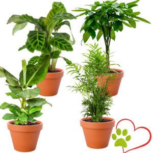 4er-Set "Tierfreund" | Bergpalme | Glückskastanie | Bananenpflanze | Korbmarante | +/- 30-60cm | ø 12-15cm Topf