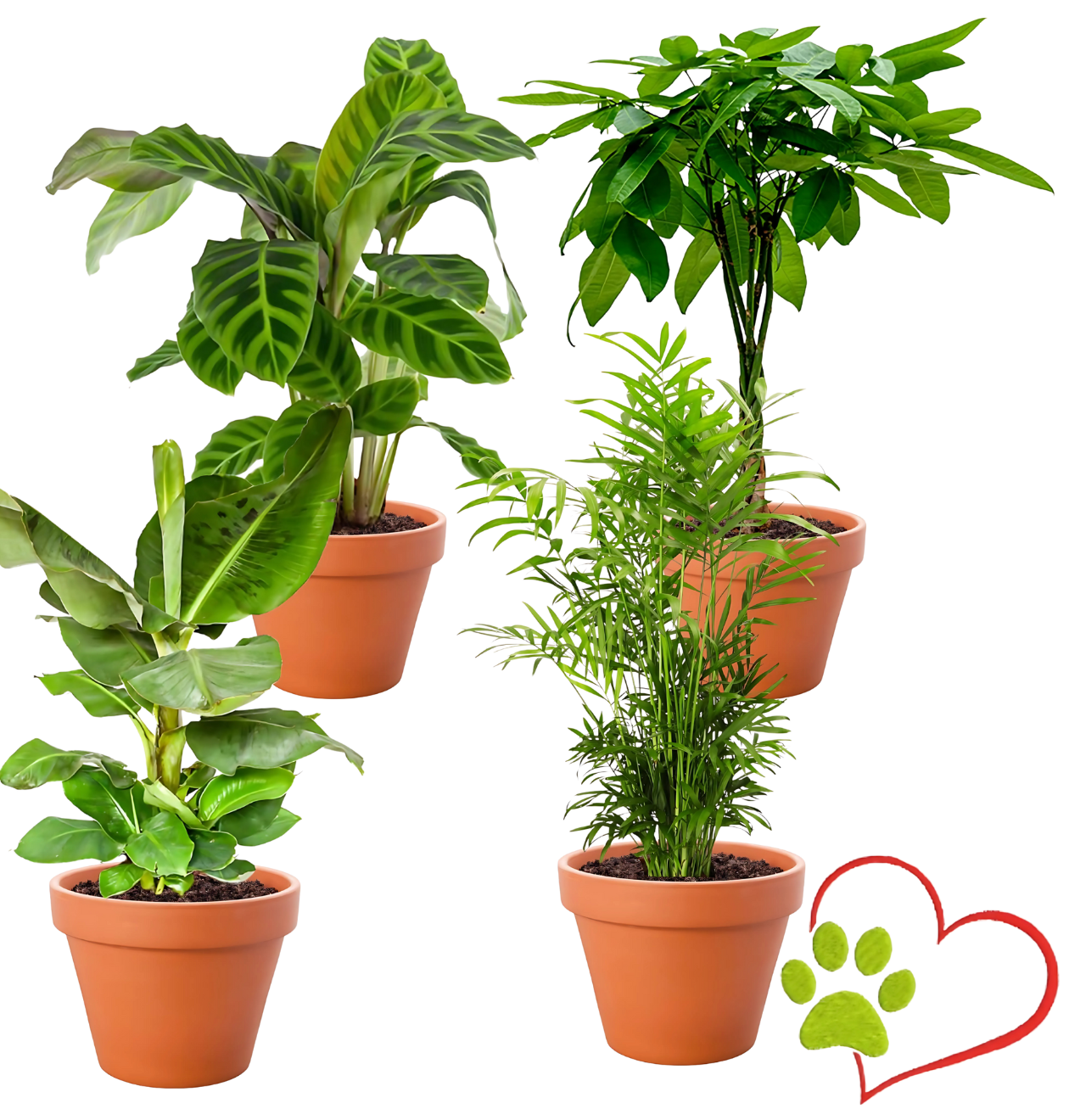 4er-Set "Tierfreund" | Bergpalme | Glückskastanie | Bananenpflanze | Korbmarante | +/- 30-60cm | ø 12-15cm Topf 1 4er-Set "Tierfreund" | Bergpalme | Glückskastanie | Bananenpflanze | Korbmarante | +/- 30-60cm | ø 12-15cm Topf