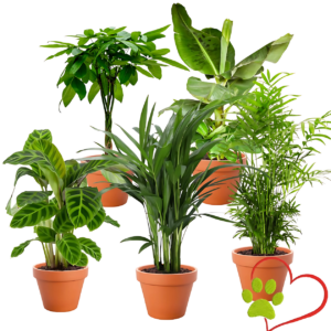 5er-Set "Tierfreund" | Bergpalme | Glückskastanie | Bananenpflanze | Korbmarante | Goldfruchtpalme | +/- 30-60cm | ø 10-15cm Topf