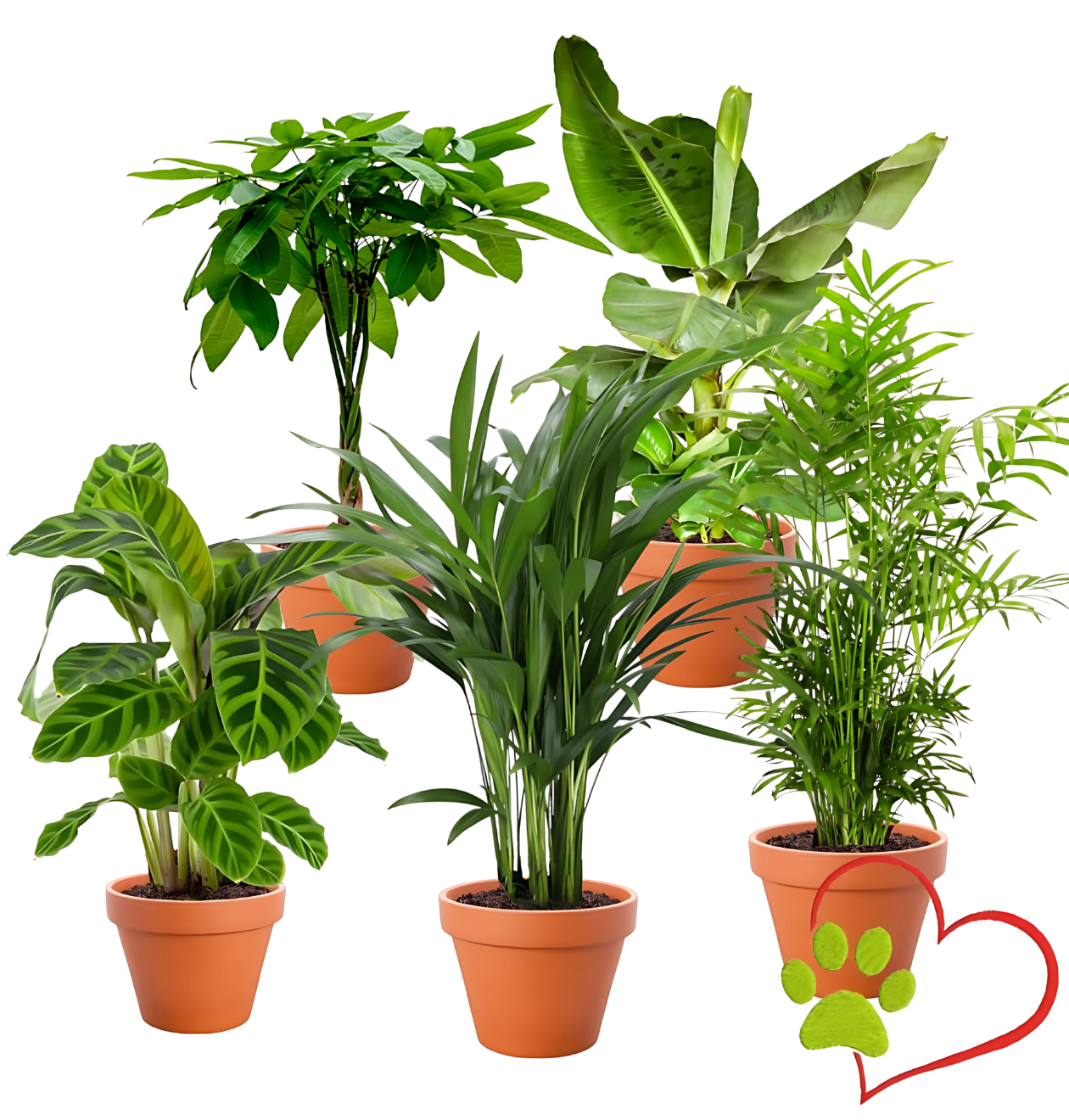 5er-Set "Tierfreund" | Bergpalme | Glückskastanie | Bananenpflanze | Korbmarante | Goldfruchtpalme | +/- 30-60cm | ø 10-15cm Topf 1 5er-Set "Tierfreund" | Bergpalme | Glückskastanie | Bananenpflanze | Korbmarante | Goldfruchtpalme | +/- 30-60cm | ø 10-15cm Topf