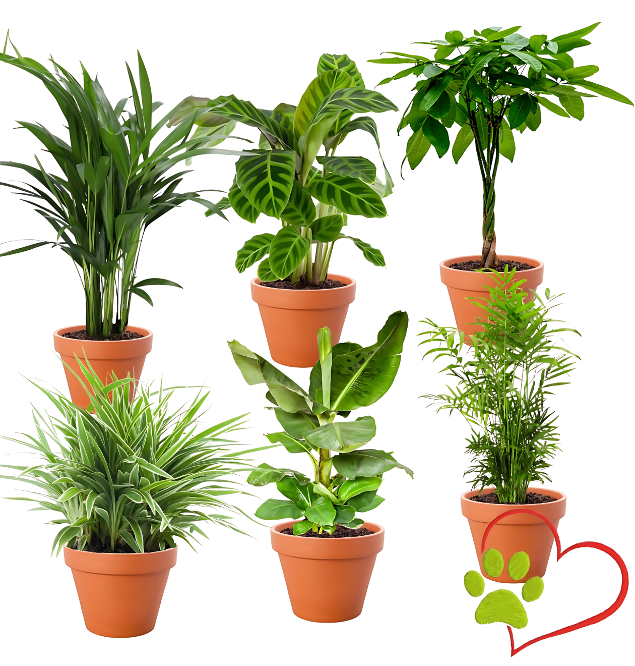 6er-Set “Tierfreund” | Bergpalme | Bananenpflanze | Goldfruchtpalme | Grünlilie | Korbmarante | Glückskastanie | +/- 30-60cm | ø 12-15cm Topf 1 6er-Set “Tierfreund” | Bergpalme | Bananenpflanze | Goldfruchtpalme | Grünlilie | Korbmarante | Glückskastanie | +/- 30-60cm | ø 12-15cm Topf